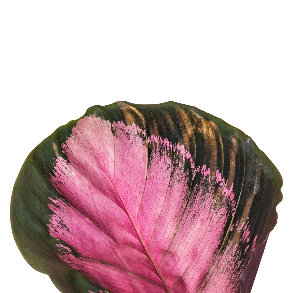 Calathea Picturata Crimson 9 Calathea Picturata Crimson - Image 7