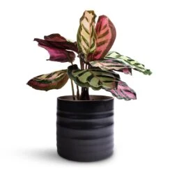 Calathea Roseopicta Cora -Plant Promotion Store Calathea roseopicta Cora 12 x 35cm Hadleigh Plant Pot Charcoal 14 x 13cm