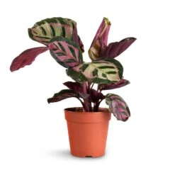 Calathea Roseopicta Cora -Plant Promotion Store Calathea roseopicta Cora 12x35cm