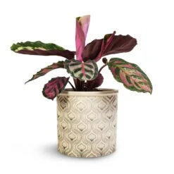 Calathea Roseopicta Cora -Plant Promotion Store Calathea roseopicta Cora 12x35cm Venetian Plant Pot Grey 16x14cm