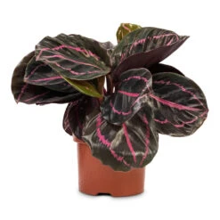 Calathea Roseopicta Dottie - Rose Painted Calathea -Plant Promotion Store Calathea roseopicta Dottie Rose Painted Calathea 10.5x20cm
