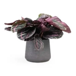 Calathea Roseopicta Dottie - Rose Painted Calathea -Plant Promotion Store Calathea roseopicta Dottie Rose Painted Calathea 14x45cm Patt Plant Pot Black Washed 20x17cm