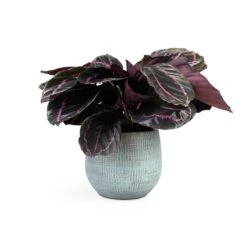 Calathea Roseopicta Dottie - Rose Painted Calathea -Plant Promotion Store Calathea roseopicta Dottie Rose Painted Calathea 14x45cm Ryan Plant Pot Blue Gold 18x16cm