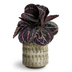 Stian Plant Pot - Moss Green 30 Stian Plant Pot - Moss Green -Plant Promotion Store Calathea roseopicta Dottie Rose Painted Calathea 14x45cm Stian Plant Pot Moss Green 21x20cm 1