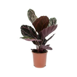 Calathea Roseopicta Dottie - Rose Painted Calathea -Plant Promotion Store Calathea roseopicta Dottie Rose Painted Calathea