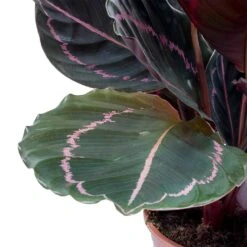 Calathea Roseopicta Dottie - Rose Painted Calathea -Plant Promotion Store Calathea roseopicta Dottie Rose Painted Calathea Leaves