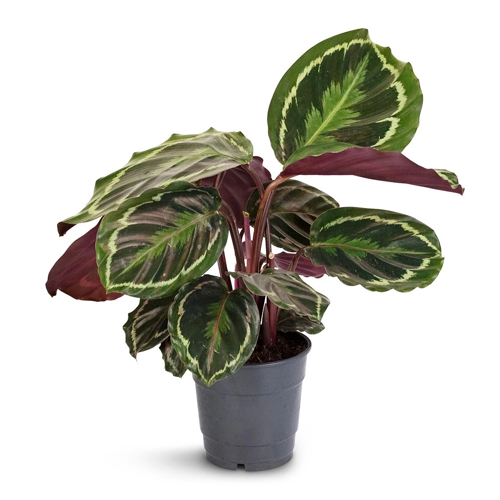 Calathea Roseopicta Medallion 10 Calathea Roseopicta Medallion - Image 8