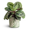 Calathea Roseopicta Medallion -Plant Promotion Store Calathea roseopicta Medallion 14x45cm Leaf Pot Green 20x18cm