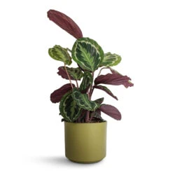 Calathea Roseopicta Medallion 19 Calathea Roseopicta Medallion -Plant Promotion Store Calathea roseopicta Medallion 19x70cm Prague Plant Pot Olive 20x18cm 87d807aa 1163 4009 a06c 122257e2ca9e