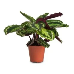 Calathea Roseopicta Medallion 16 Calathea Roseopicta Medallion -Plant Promotion Store Calathea roseopicta Medallion 19x70cm cc3e27f7 50ad 4697 9b17 9f4f5c32e896