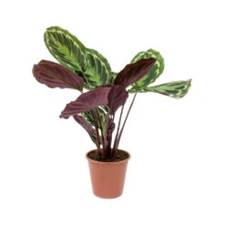 Calathea Roseopicta Medallion 18 Calathea Roseopicta Medallion -Plant Promotion Store Calathea roseopicta Medallion