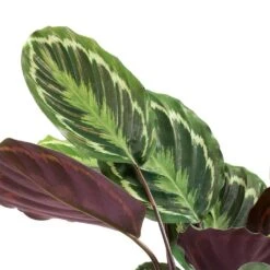 Calathea Roseopicta Medallion 15 Calathea Roseopicta Medallion -Plant Promotion Store Calathea roseopicta Medallion Leaves