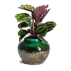 Calathea Roseopicta Medallion 17 Calathea Roseopicta Medallion -Plant Promotion Store Calathea roseopicta Medallion Lindy Jar Plant Pot Black Green 09fc6653 2cfe 438d 925e 78cd39c067e5