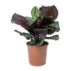 Calathea Roseopicta Medallion 22 Calathea Roseopicta Medallion -Plant Promotion Store Calathea roseopicta Medallion Small