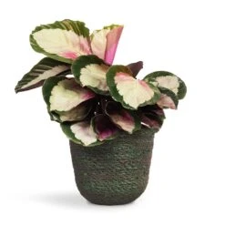 Calathea Roseopicta Rosy - Rose Painted Calathea -Plant Promotion Store Calathea roseopicta Rosy Rose Painted Calathea 12x35cm Nelis Plant Basket Green 16x16cm