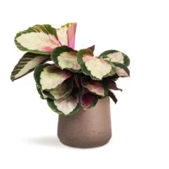 Calathea Roseopicta Rosy - Rose Painted Calathea -Plant Promotion Store Calathea roseopicta Rosy Rose Painted Calathea 12x35cm Patt Plant Pot Ash Brown 17x14cm