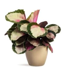 Calathea Roseopicta Rosy - Rose Painted Calathea -Plant Promotion Store Calathea roseopicta Rosy Rose Painted Calathea 12x35cm Sven Plant Pot Mint 15x12cm