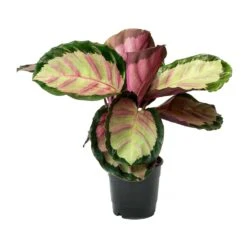 Calathea Roseopicta Rosy - Rose Painted Calathea -Plant Promotion Store Calathea roseopicta Rosy Rose Painted Calathea