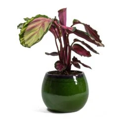Charlotte Plant Pot - Green 35 Charlotte Plant Pot - Green -Plant Promotion Store Calathea roseopicta Rosy Rose Painted Calathea Charlotte Plant Pot Green 254ff898 d7be 41cb a251 e5b45f401a76