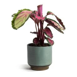 Calathea Roseopicta Rosy - Rose Painted Calathea -Plant Promotion Store Calathea roseopicta Rosy Rose Painted Calathea Suze Plant Pot Blue