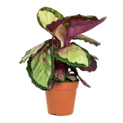 Calathea Roseopicta Silvia - Rose Painted Calathea -Plant Promotion Store Calathea roseopicta Silvia Rose Painted Calathea 12cm New