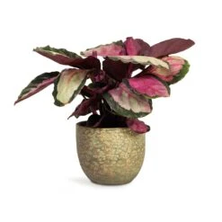 Calathea Roseopicta Silvia - Rose Painted Calathea -Plant Promotion Store Calathea roseopicta Silvia Rose Painted Calathea 12x35cm Rinca Plant Pot Shiny Green 15x13cm 168fb22d e512 4eb6 85bd e96d443a4385