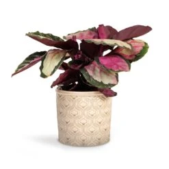Calathea Roseopicta Silvia - Rose Painted Calathea -Plant Promotion Store Calathea roseopicta Silvia Rose Painted Calathea 12x35cm Venetian Plant Pot Grey 16x14cm d4ada3d5 c170 4458 af16 ee2905f63089