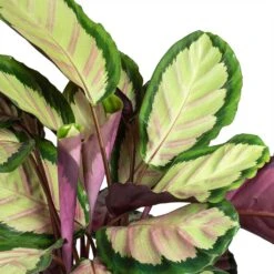 Calathea Roseopicta Silvia - Rose Painted Calathea -Plant Promotion Store Calathea roseopicta Silvia Rose Painted Calathea Leaves