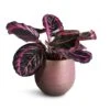 Calathea Roseopicta Surprise Star - Rose Painted Calathea 1 Calathea Roseopicta Surprise Star - Rose Painted Calathea -Plant Promotion Store Calathea roseopicta Surprise Star Rose Painted Calathea 14x30cm Lydia Plant Pot Shiny Purple 18x16cm