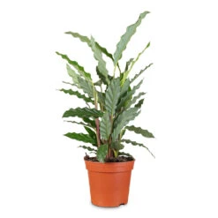 Calathea Rufibarba Bluegrass - Velvet Calathea 21 Calathea Rufibarba Bluegrass - Velvet Calathea -Plant Promotion Store Calathea rufibarba Bluegrass 14x55cm