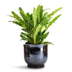 Calathea Rufibarba Bluegrass - Velvet Calathea 20 Calathea Rufibarba Bluegrass - Velvet Calathea -Plant Promotion Store Calathea rufibarba Bluegrass Velvet Calathea 12x40cm Jayla Plant Pot Espresso 17x14cm 1 a48f4ff7 c5b5 40b3 addc 7584a82d6eeb