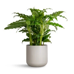 Lisbon Plant Pot - Light Grey 19 Lisbon Plant Pot - Light Grey -Plant Promotion Store Calathea rufibarba Bluegrass Velvet Calathea 12x40cm Lisbon Plant Pot Light Grey 13x13cm