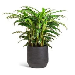 Norell Plant Pot - Black -Plant Promotion Store Calathea rufibarba Bluegrass Velvet Calathea 17x60cm Norell Plant Pot Black 21x20cm 2a568be6 cb39 4ca2 b7da a472101109d8