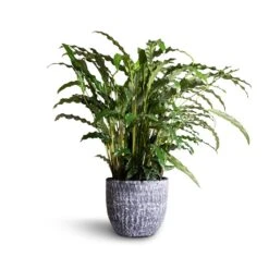 Calathea Rufibarba Bluegrass - Velvet Calathea 16 Calathea Rufibarba Bluegrass - Velvet Calathea -Plant Promotion Store Calathea rufibarba Green Green Velvet Calathea 17x55cm Cas Plant Pot Anthracite 21x19cm 8939fed8 4444 4c07 b0c6 576341836525