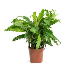 Calathea Rufibarba Bluegrass - Velvet Calathea 17 Calathea Rufibarba Bluegrass - Velvet Calathea -Plant Promotion Store Calathea rufibarba Green Velvet Calathea 14cm