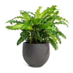 Calathea Rufibarba Bluegrass - Velvet Calathea 22 Calathea Rufibarba Bluegrass - Velvet Calathea -Plant Promotion Store Calathea rufibarba Green Velvet Calathea Mini Orb Kevan Plant Pot Black Washed
