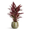 Calathea Rufibarba - Velvet Calathea -Plant Promotion Store Calathea rufibarba Velvet 19x90cm Odile Pot Green 21x17cm