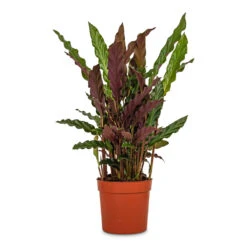 Calathea Rufibarba - Velvet Calathea 14 Calathea Rufibarba - Velvet Calathea -Plant Promotion Store Calathea rufibarba Velvet Calathea 12x40cm