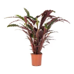Calathea Rufibarba - Velvet Calathea 18 Calathea Rufibarba - Velvet Calathea -Plant Promotion Store Calathea rufibarba Velvet Calathea 19x70cm