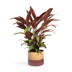 Calathea Rufibarba - Velvet Calathea 20 Calathea Rufibarba - Velvet Calathea -Plant Promotion Store Calathea rufibarba Velvet Calathea 19x70cm Didi Plant Pot Matt Brown 25x21cm