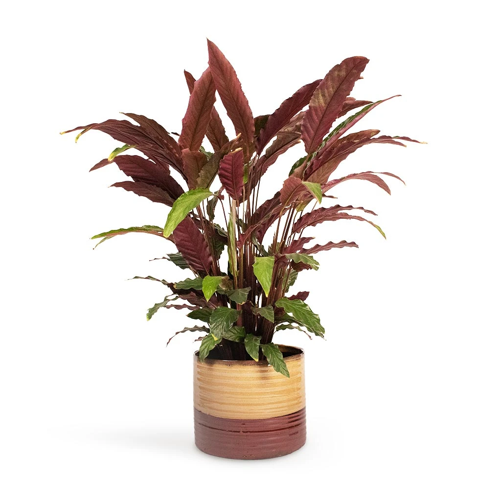 Calathea Rufibarba - Velvet Calathea 11 Calathea Rufibarba - Velvet Calathea - Image 9