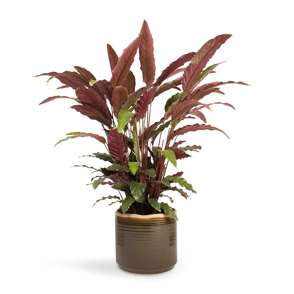 Calathea Rufibarba - Velvet Calathea 8 Calathea Rufibarba - Velvet Calathea - Image 6