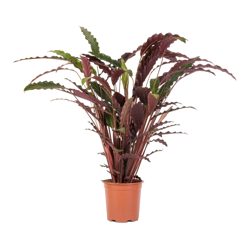 Calathea Rufibarba - Velvet Calathea 9 Calathea Rufibarba - Velvet Calathea - Image 7