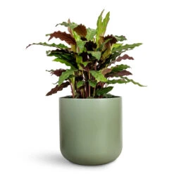 Lisbon Plant Pot - Sage -Plant Promotion Store Calathea rufibarba Velvet Calathea 19x90cm Lisbon Plant Pot Sage 24x24cm 1