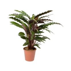 Calathea Rufibarba - Velvet Calathea 19 Calathea Rufibarba - Velvet Calathea -Plant Promotion Store Calathea rufibarba Velvet Calathea