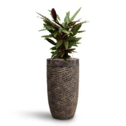Calathea Rufibarba - Velvet Calathea - HydroCare -Plant Promotion Store Calathea rufibarba Velvet Calathea HydroCare Luxe Lite Layer Partner Planter Bronze