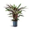 Calathea Rufibarba - Velvet Calathea - HydroCare 2 Calathea Rufibarba - Velvet Calathea - HydroCare -Plant Promotion Store Calathea rufibarba Velvet Calathea Hydroculture 18 19x80cm