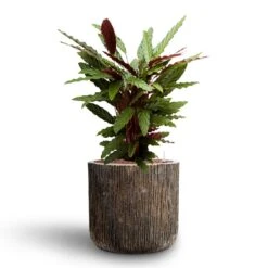 Calathea Rufibarba - Velvet Calathea - HydroCare -Plant Promotion Store Calathea rufibarba Velvet Calathea Hydroculture Luxe Lite Waterfall Cylinder Planter Bronze