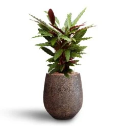 Calathea Rufibarba - Velvet Calathea - HydroCare -Plant Promotion Store Calathea rufibarba Velvet Calathea Hydroculture Opus Hit Darcy Planter Gold
