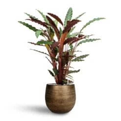 Calathea Rufibarba - Velvet Calathea - HydroCare -Plant Promotion Store Calathea rufibarba Velvet Calathea Hydroculture Ryan Plant Pot Shiny Gold